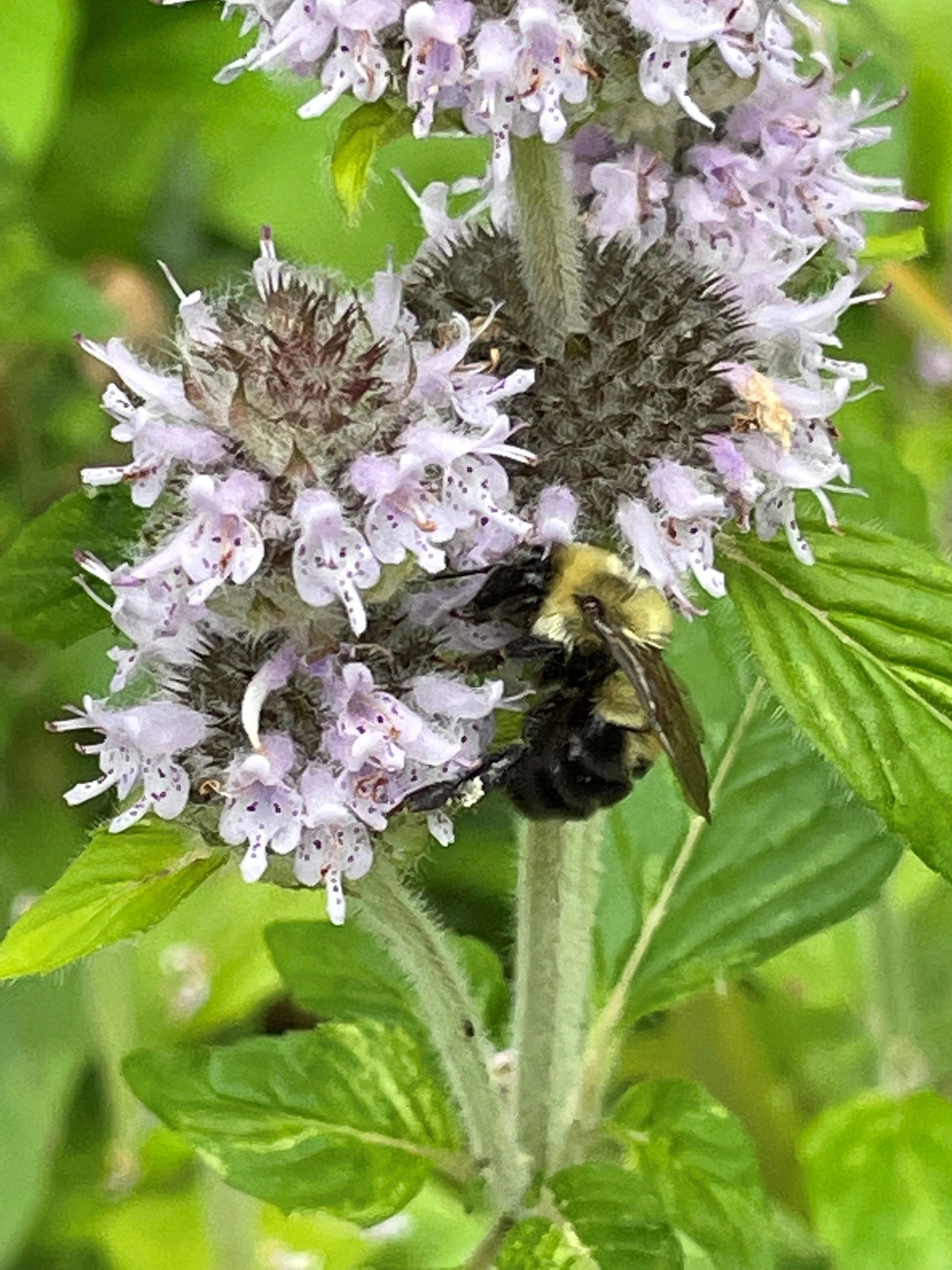 Every Day Can Be Earth Day When You Landscape With Native Plants 